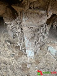 Combiné de semis Amazone AD 303 SPECIAL CULTIMIX - 9